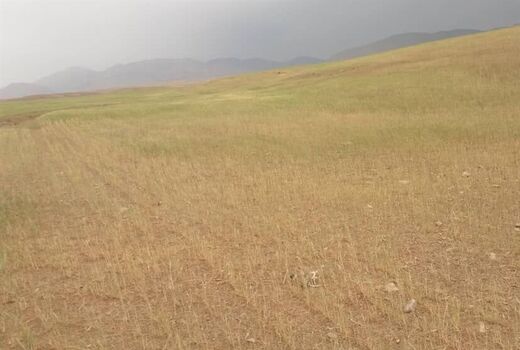 خسارت خشکسالی به ۱۴۰ هزار هکتار محصول گندم بوشهر 