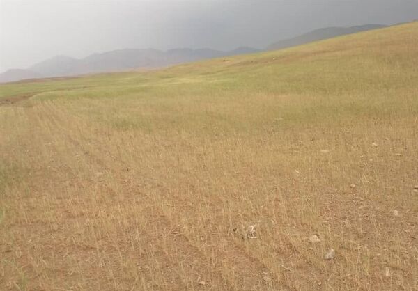 خسارت خشکسالی به ۱۴۰ هزار هکتار محصول گندم بوشهر 