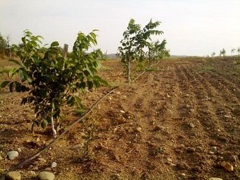 باغداران سرچهانی یارانه نهال دریافت کردند