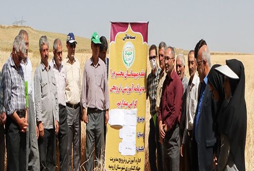 برگزاری مراسم روز مزرعه گندم در ارومیه 