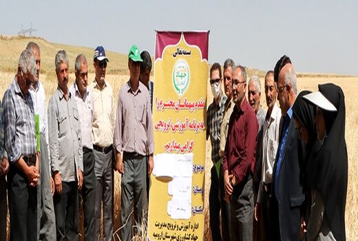 برگزاری مراسم روز مزرعه گندم در ارومیه 