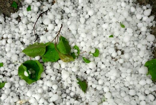 چنگ بی امان تگرگ به باغات و مزارع شهرستان مرند