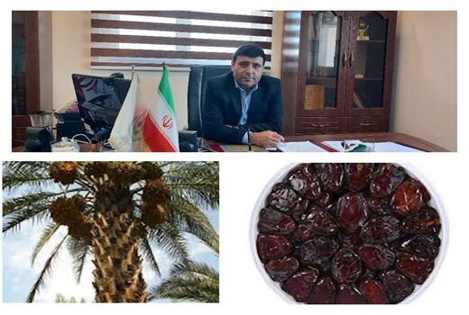 آغاز خرید توافقی خرمای مازاد سنواتی در شهرستان دشتستان