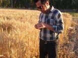 دیم‌کاری، راهبردی برای عبور از بحران آب است