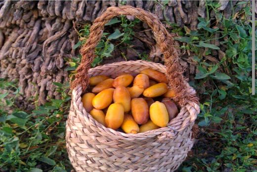 تولید سالانه 28 هزار تن خرما در جهرم 