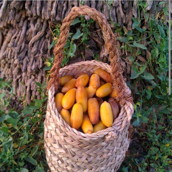 تولید سالانه 28 هزار تن خرما در جهرم 