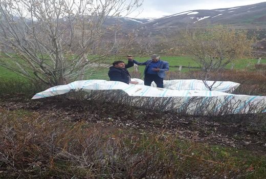 آغاز برداشت شکوفه‌های بیدمشک در شهرستان اسکو 