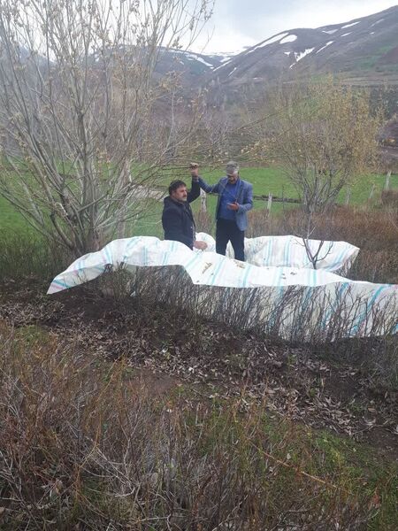 آغاز برداشت شکوفه‌های بیدمشک در شهرستان اسکو 