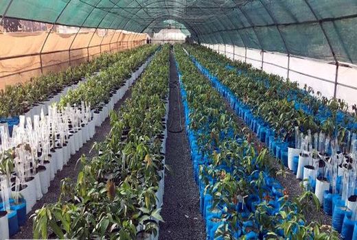 ۲.۵ میلیون اصله نهال شناسه‌دار در اصفهان تولید شد