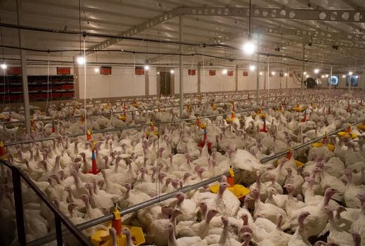 درخشش استان یزد در تولید گوشت بوقلمون