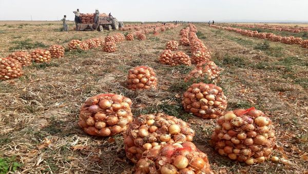پیش بینی برداشت ۱۳۰ هزار تن پیاز در خراسان شمالی 