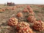 پیش بینی برداشت ۱۳۰ هزار تن پیاز در خراسان شمالی 