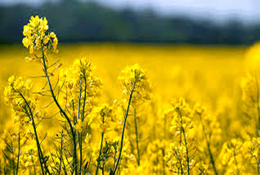 کشت دانه های روغنی در 3650 هکتار از اراضی کشاورزی استان کرمان