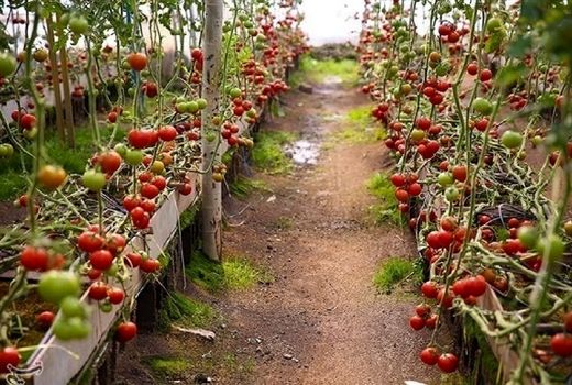 باید کشاورزی به سمت گیاهان کم‌آب بر سوق پیدا کند