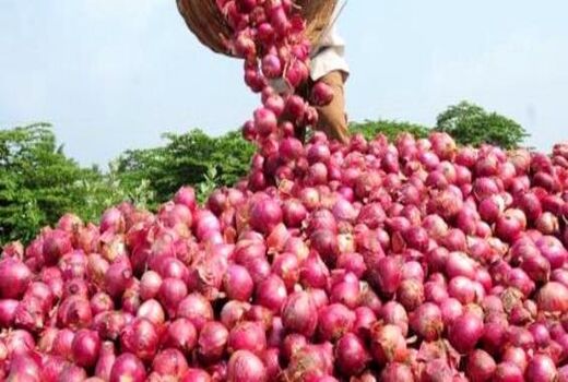 بخشی از اراضی کشاورزی خراسان شمالی به کشت پیاز قرمز اختصاص می‌یابد