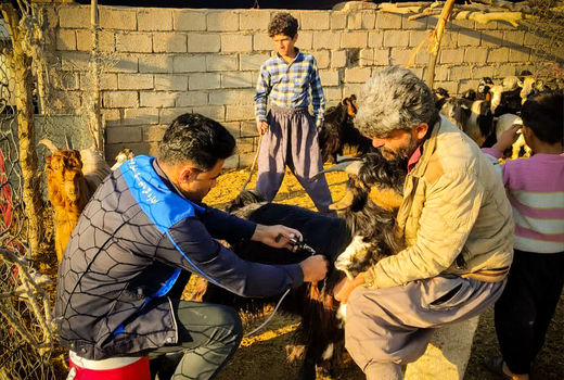 ایمنی دام‌های سبک شوشتر در برابر طاعون نشخوارکنندگان کوچک و آبله