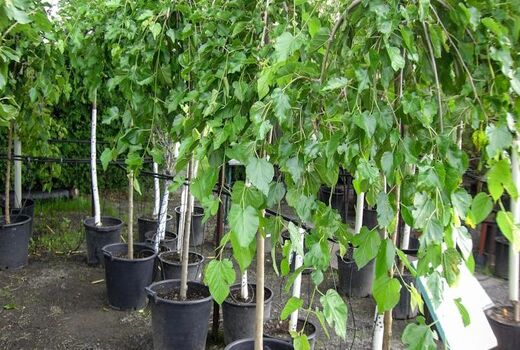 توزیع ۲۰هزار اصله نهال توت بین نوغانداران خراسان شمالی 