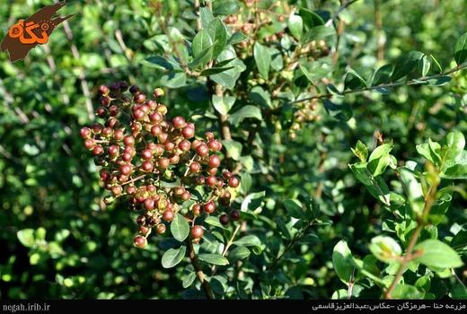 برگزاری جلسه توسعه کشت و سرمایه‌گذاری محصول حنا در بخش شهداد کرمان