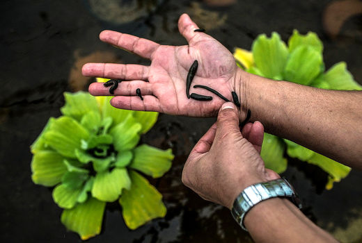 برداشت زالو‌ فقط با اجازه سازمان محیط‌زیست