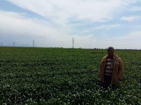 سرپرست مدیریت جهاد کشاورزی شهرستان آبیک :
