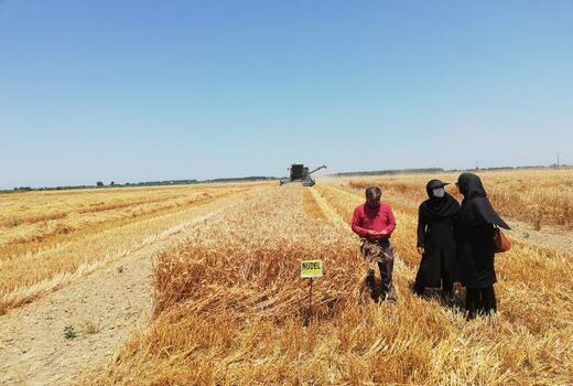 برداشت 14 رقم مقایسه ای گندم در میاندورود