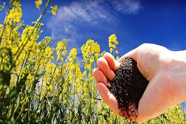 تاکنون 40 درصد سهمیه کود استان تهران درسال 99 جذب شده است