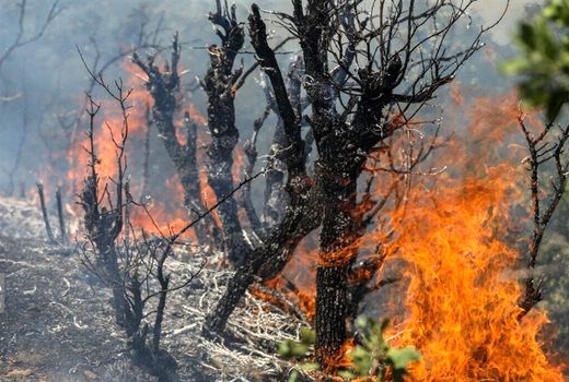 ۱۶۳ هکتار از مراتع و جنگل‌های دشتستان در آتش سوخت