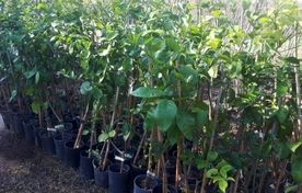 فصل جابه‌جایی نهال با تغییرات اقلیمی عقب افتاد / تأکید بر خرید نهال استاندارد از نهالستان‌های مجوزدار