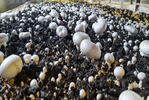 20هکتار سطح زیرکشت قارچ در آذربایجان‌شرقی / بهره‌وری 22 کیلوگرم در هر مترمربع