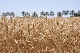 افزایش بهره‌وری گندم در دزفول
