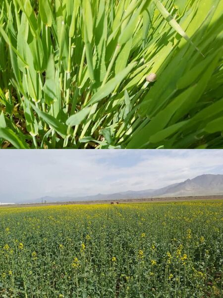 بازدید مسئولان و کارشناسان مراکز جهاد کشاورزی  از مزارع غلات شهرستان آبیک