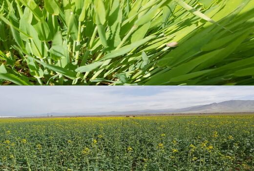 بازدید مسئولان و کارشناسان مراکز جهاد کشاورزی  از مزارع غلات شهرستان آبیک