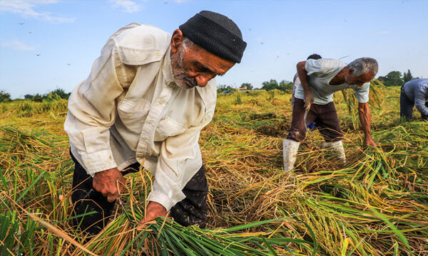توسعه کشاورزی و بازنگری در ساختار تأمین مالی 