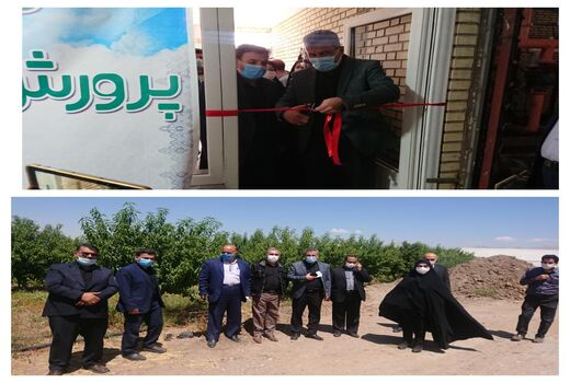 یک طرح پرورش قارچ در شهرستان آبیک افتتاح شد