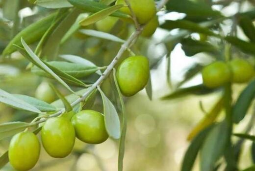 افزایش 14 درصدی تولید زیتون در بیضا
