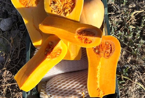 اوراسیا و حوزه خلیج فارس مقصد صادراتی صیفی جات کازرون