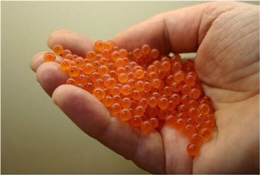 آماده اجرای فاز دوم طرح ماهی قزل‌آلای عاری از بیماری هستیم