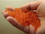 آماده اجرای فاز دوم طرح ماهی قزل‌آلای عاری از بیماری هستیم