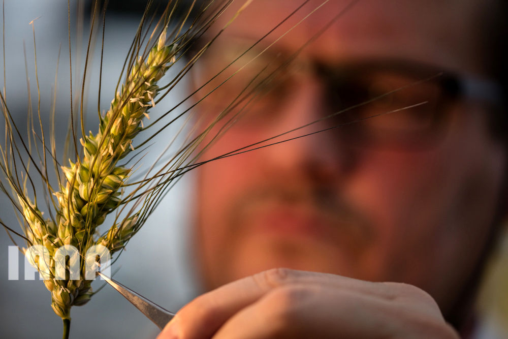 انقلاب غذا در اروپا