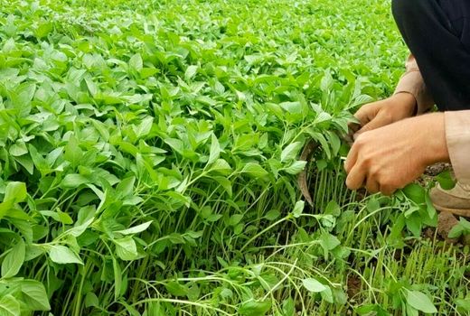 آشنایی کشاورزان خرمشهری با آفات سبزی و صیفی