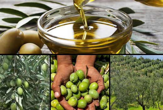 اصلاح 11.7 هزار از هکتار باغ‌های زیتون در سال 99