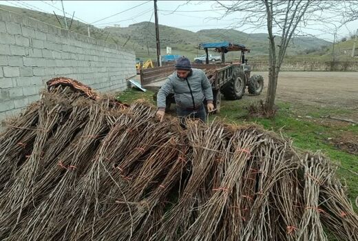 گام جدید جهاد کشاورزی آذربایجان شرقی در حمایت از نوغانداران؛ تحویل نهال‌های یارانه‌ای توت در 5 شهرستان