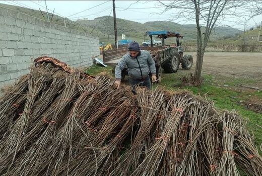 گام جدید جهاد کشاورزی آذربایجان شرقی در حمایت از نوغانداران؛ تحویل نهال‌های یارانه‌ای توت در 5 شهرستان