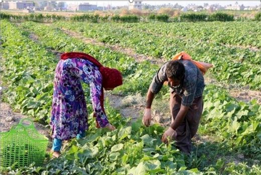 ۲۱۰ هزار تن محصول بهاره در خراسان شمالی برداشت شد