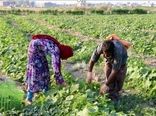۲۱۰ هزار تن محصول بهاره در خراسان شمالی برداشت شد