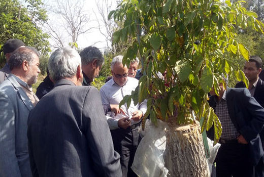 تولید 3500 تن گردو در شهرستان عجب شیر 