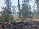 امسال هیچ حریقی در جنگل‌ها و مراتع شهرستان شاهرود رخ نداد