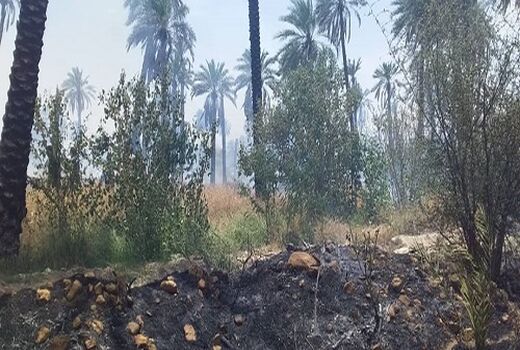 120 اصله درخت طعمه آتش شد