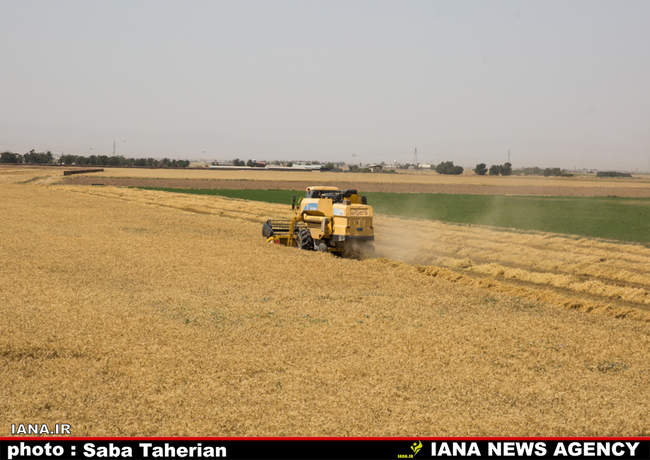 برداشت مکانیزه گندم