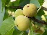طرح موفق واگذاری اراضی کشاورزی در خرمشهر